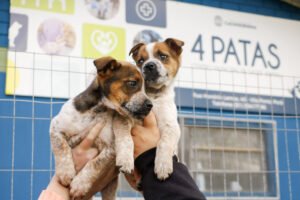 Cães abandonados em Cachoeirinha aguardam um novo lar