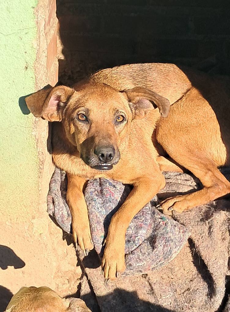 Cachoeirinha sedia nesta sexta-feira evento para arrecadação de rações para mais de 170 cães