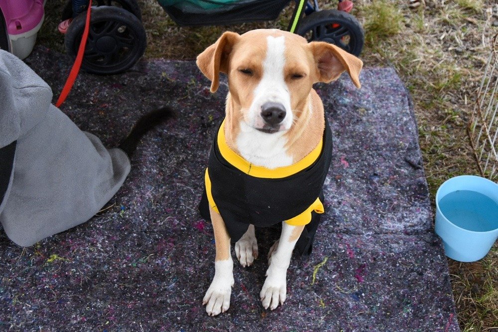 Feira no Parcão de Cachoeirinha terá pets para adoção