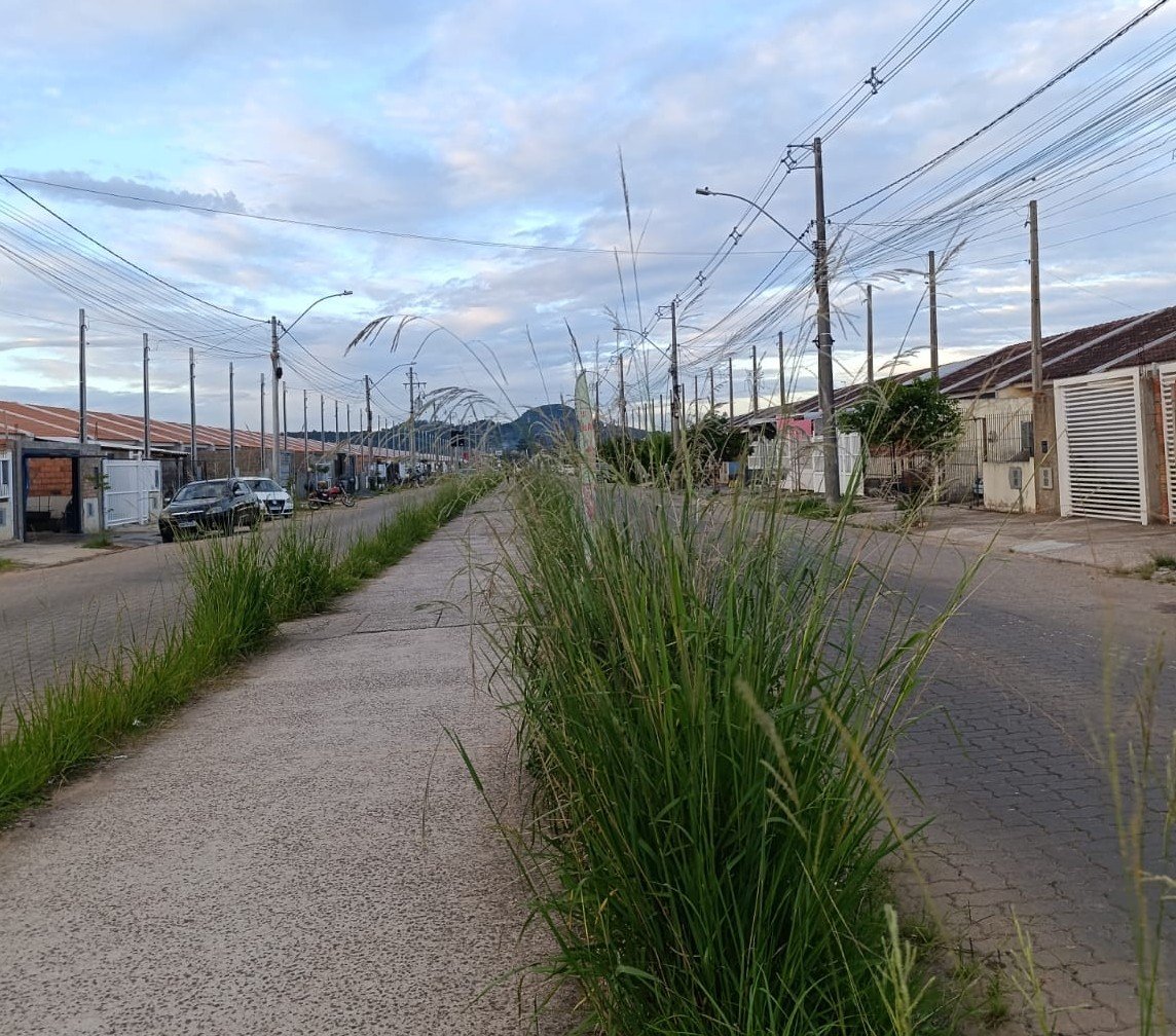 Em Cachoeirinha, após aguardar meses por limpeza de espaços públicos e controle de zoonoses, moradores iniciam mutirão