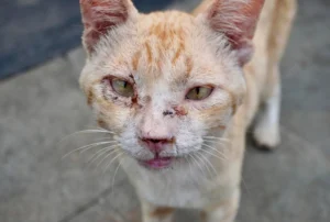 Prefeitura de Cachoeirinha passa a oferecer tratamento gratuito para Esporotricose