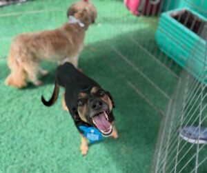 Feira “Adote um Amor” busca novos lares para cães e gatos em Cachoeirinha