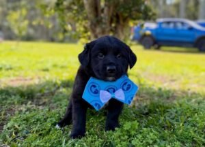 Com programação para conscientizar sobre adoção responsável de cães e gatos, feira acontece em Cachoeirinha neste domingo
